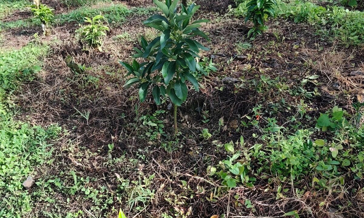 WhatsApp Image 2025-11-11 at 3.46.29 PM (1)