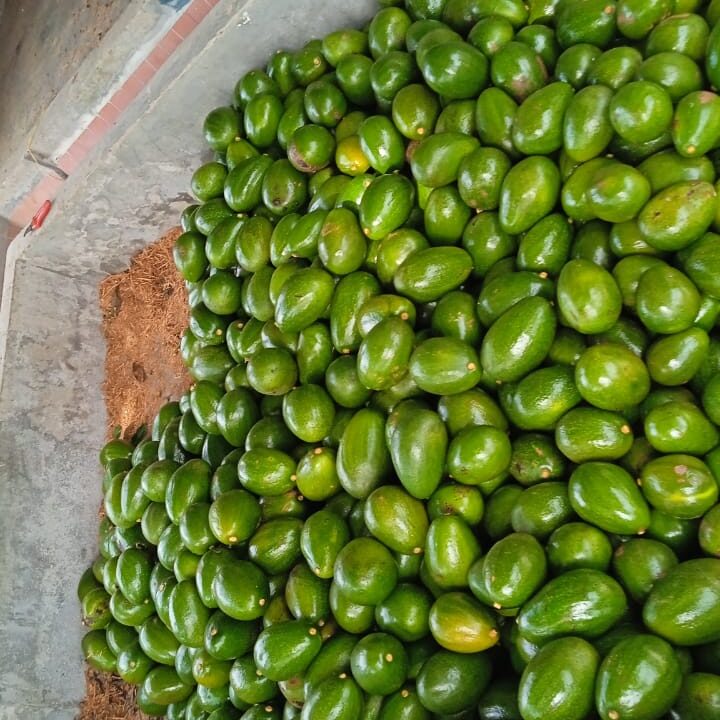 WhatsApp Image 2025-11-11 at 3.46.31 PM (1)